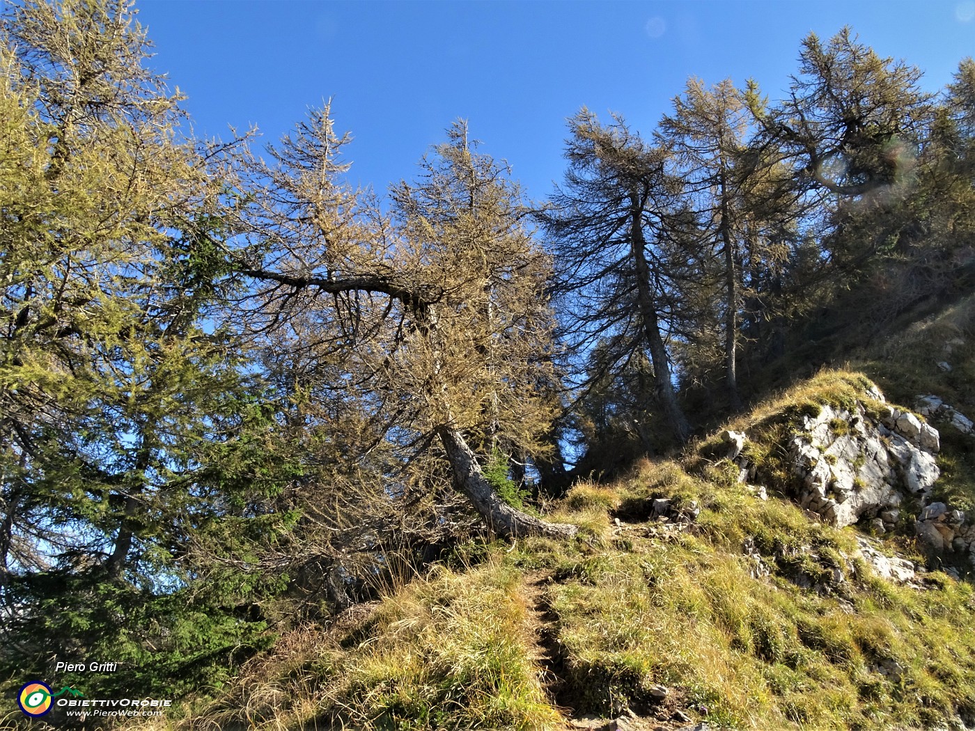 57 Sul ripido sentierino di salita dal Passo di Monte Colle al Pizzo Badile larici colorati d'autunno.JPG